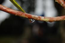 Rain on a tree
